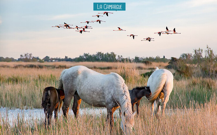 la_camargue_elysee-42537253.jpg